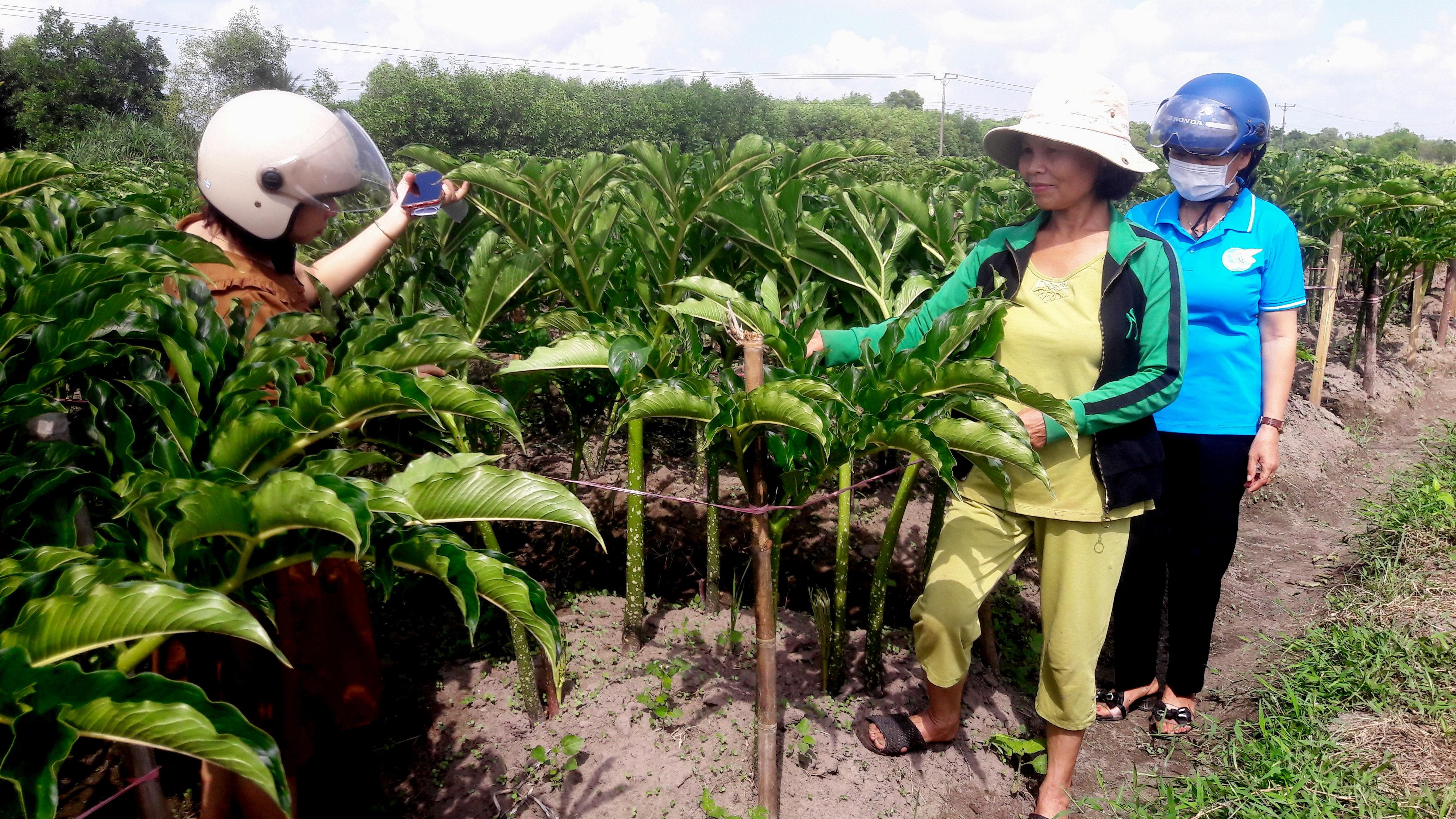 Toàn cảnh lễ phát động