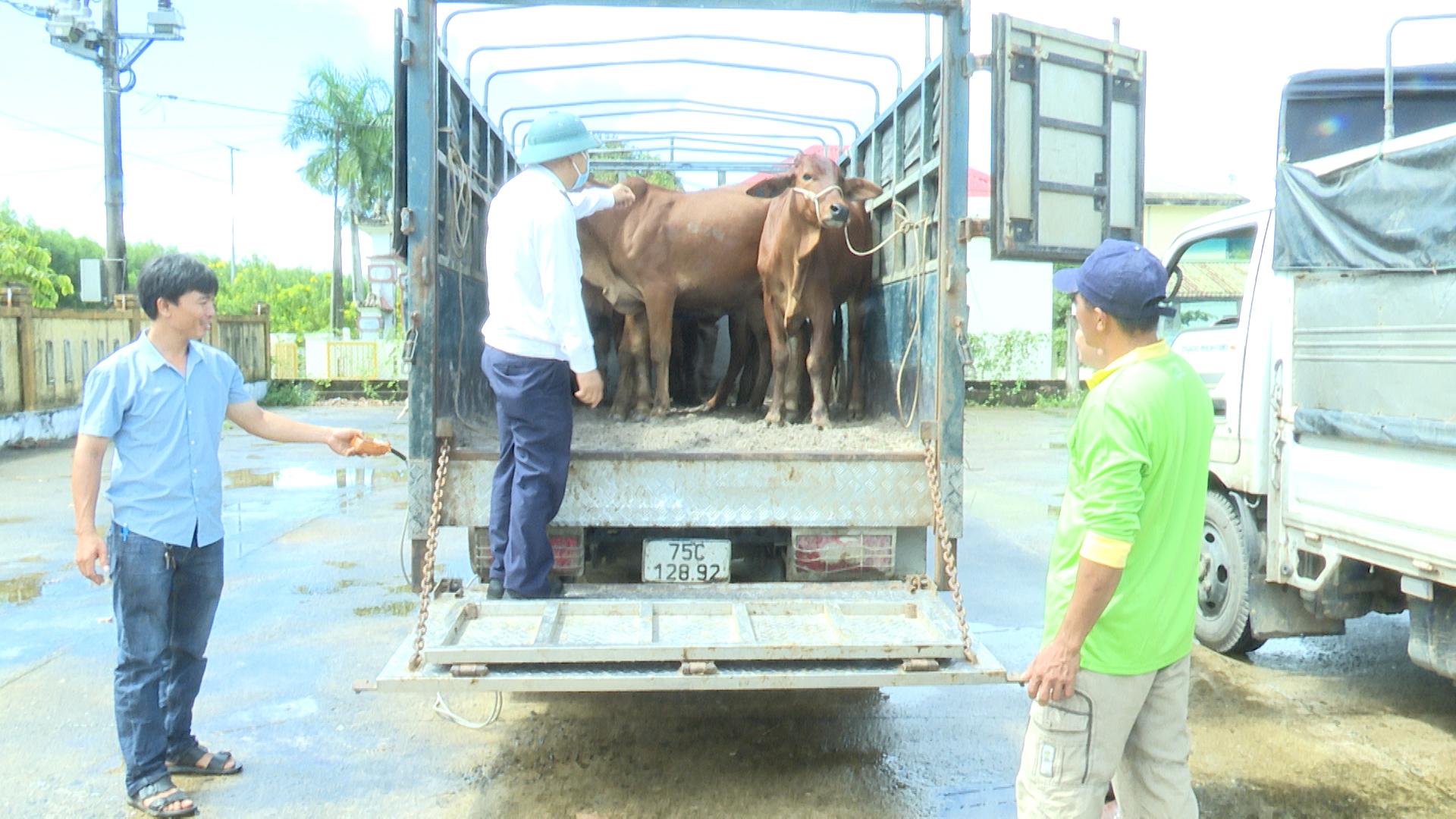 Bàn giao bò giống sinh sản hỗ trợ hộ khó khăn phát triển sản xuất